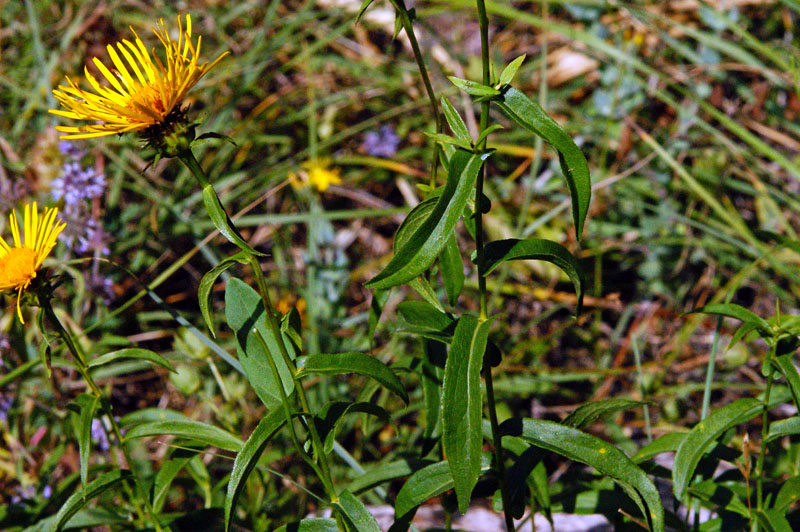 Pentanema salicinum (=Inula salicina) / Enula aspra